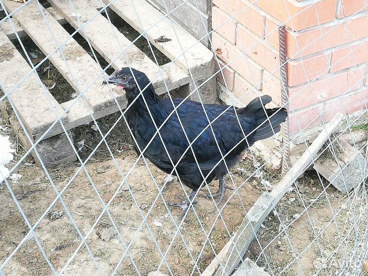 Семья 3+1 молодки на разноцветное яйцо