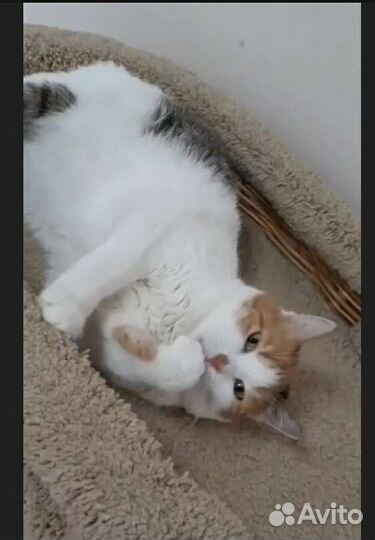 Кошка