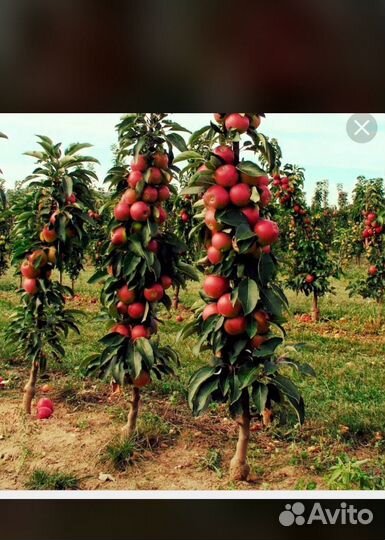 Плодовые деревья и саженцы
