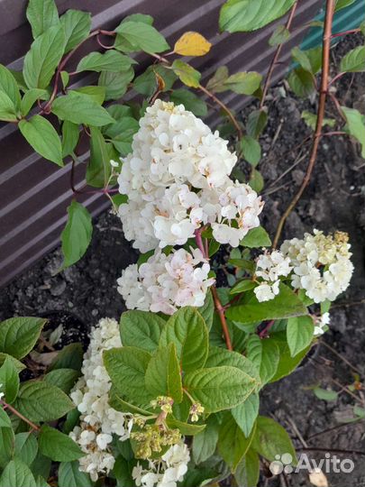 Гортензия метельчатая