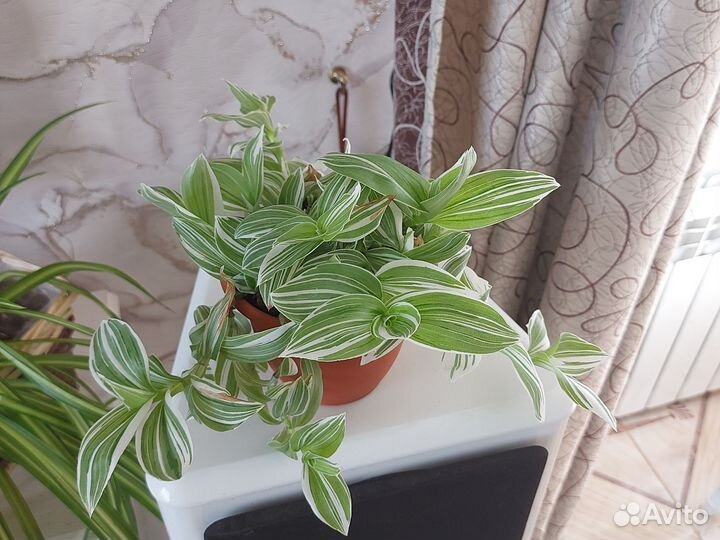 Традесканция