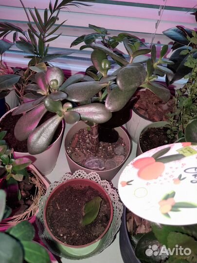 Гранат,мирт и другие цветы