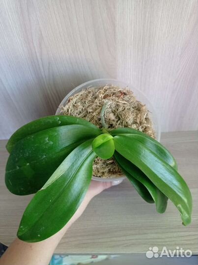 Орхидея фаленопсис