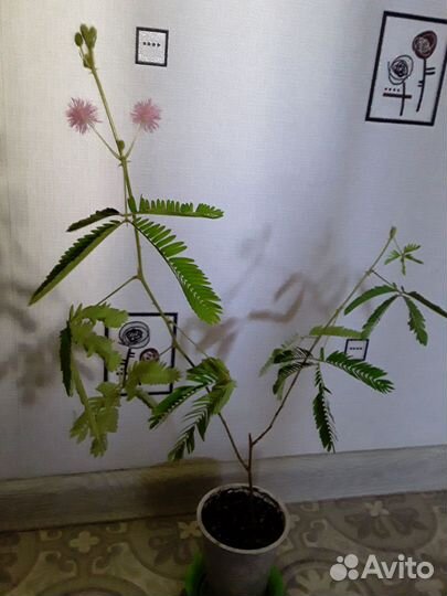 Мимоза,колумнея