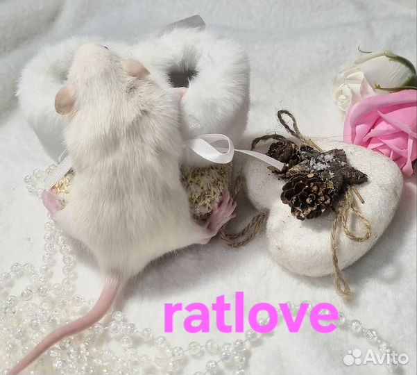 Крысята малышки девочки