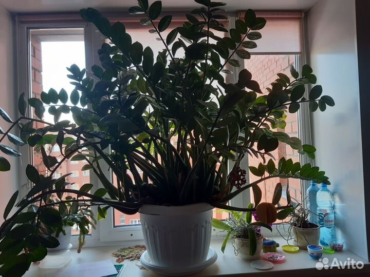 Зимиакулькус