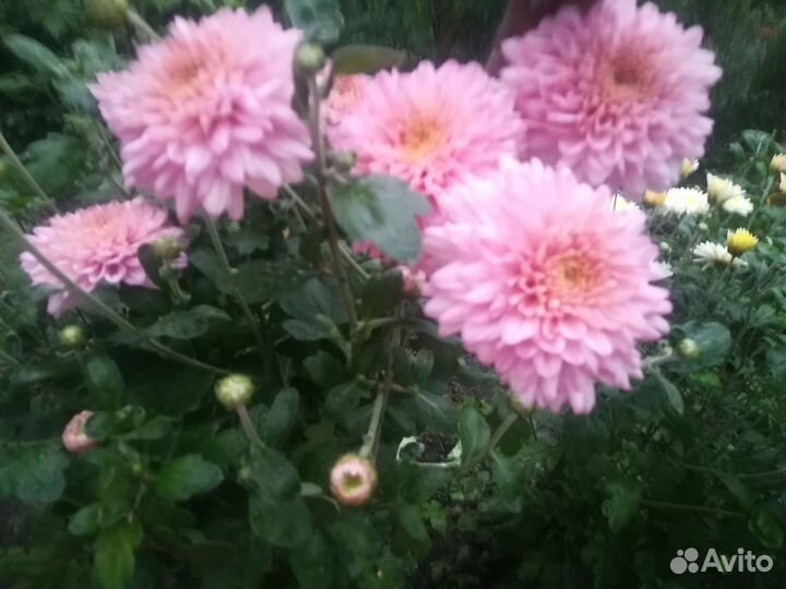 Хризантема растения