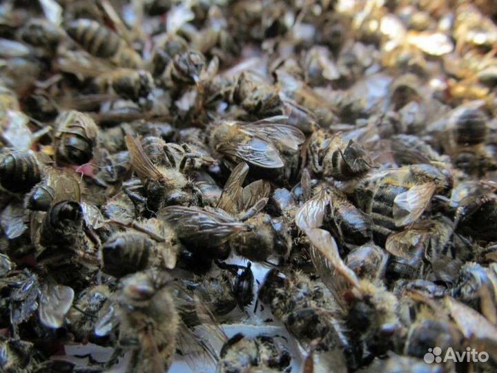 Пчелиный подмор