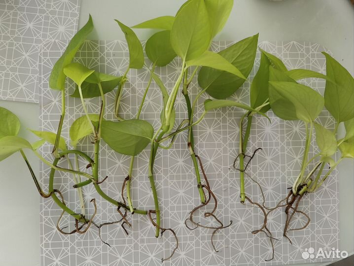 Сциндапсус неон