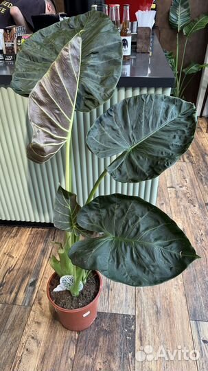 Аллоказия 1,2 м