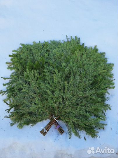 Веники для бани. Эвкалипт Только оптом от 100шт