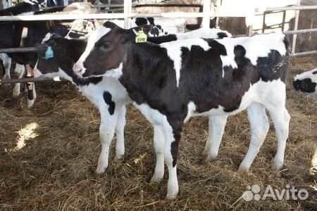 Бычки элитные