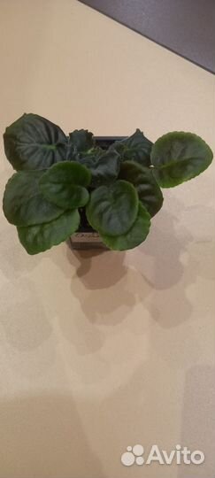 Сортовая фиалка Скоморох