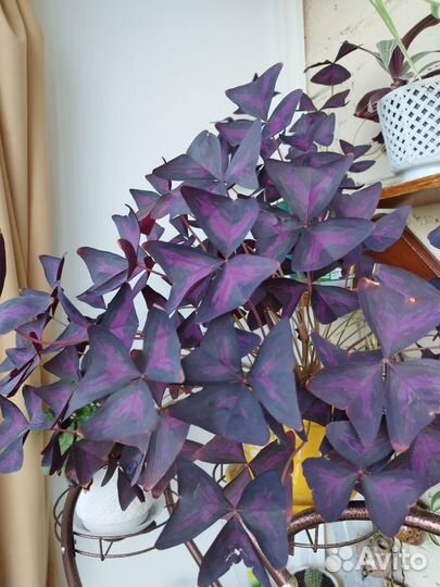 Комнатные цветы кислица