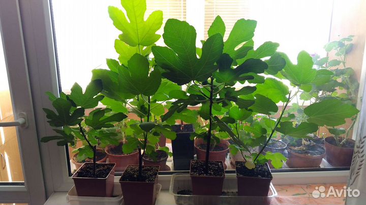 Саженцы инжира