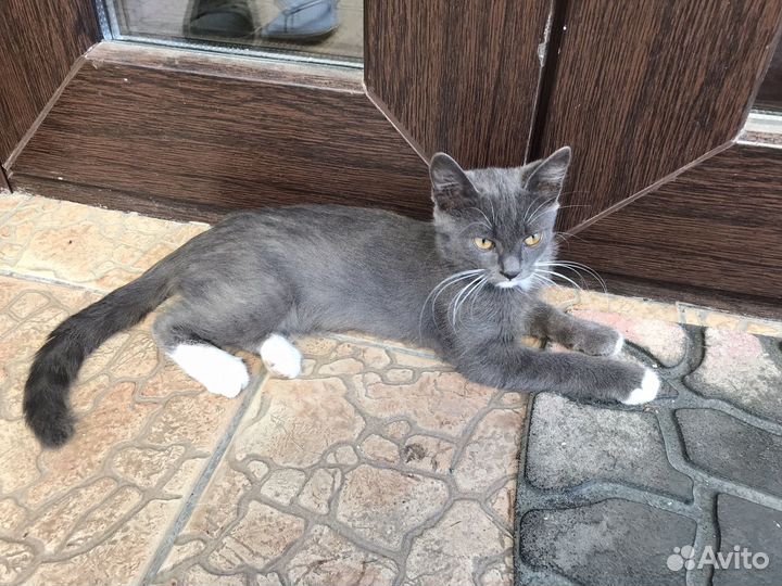 Отдам в добрые руки котенка