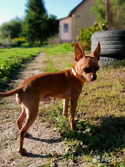 Мини Той-терьер вязка