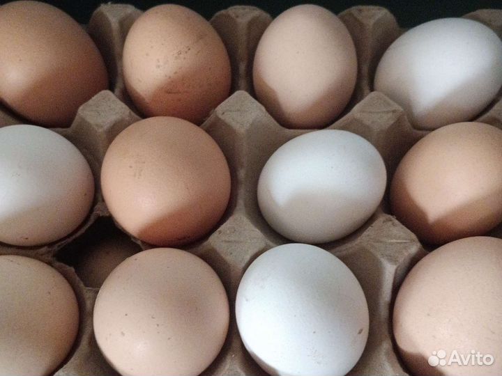 Домашние куриные яйца