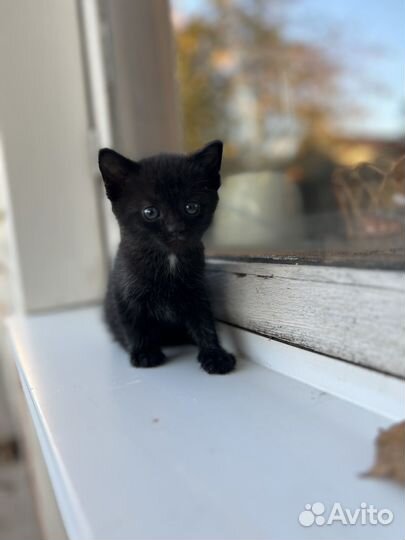 Милый маленький котенок