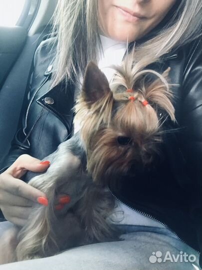 Йоркширский терьер мини девочка вязка