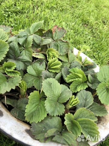 Рассада клубники