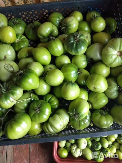 Продам помидоры