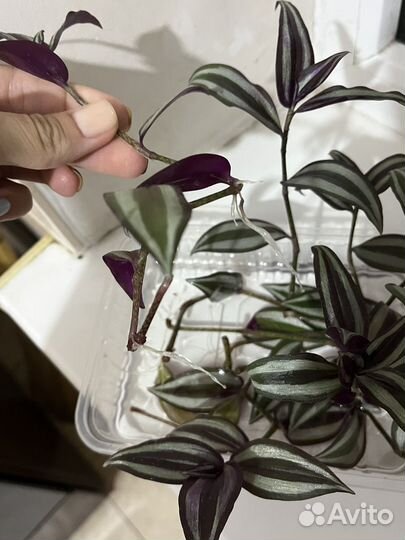 Традесканция