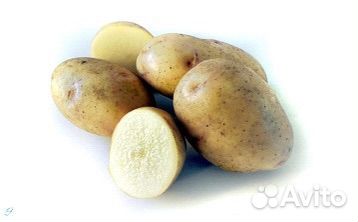 Продажа картофеля (семенной)