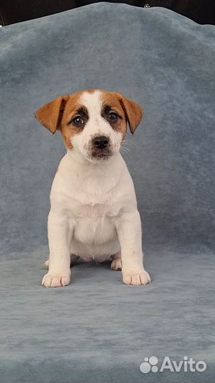 Джек Рассел элитные щенки и подростки