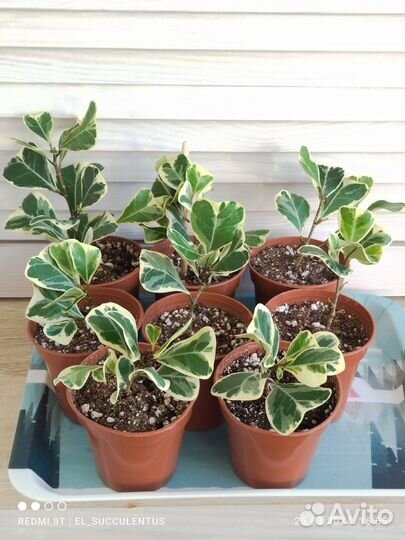 Фикус Триангулярис Вайт Марджин. Тинеке