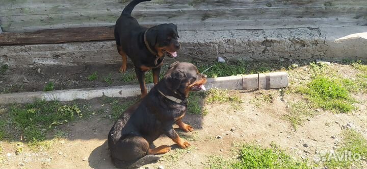 Щенки Ротвейлера