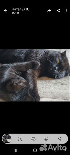 Котята смесь британской сер бристой и вислоухого