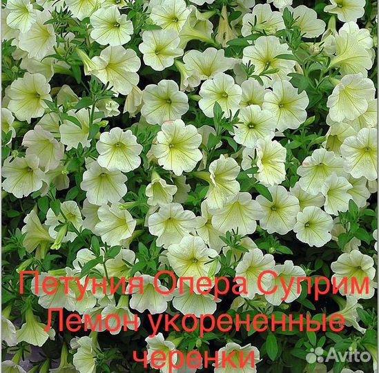 Черенки вегетативной петунии