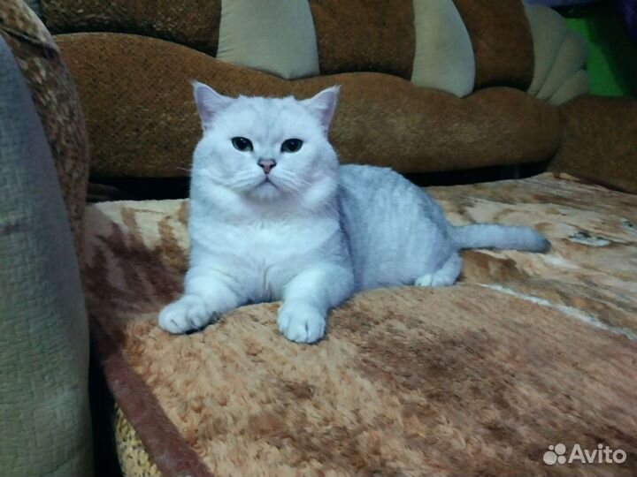 Кот Бакс в драгоценной шубке. Вязка