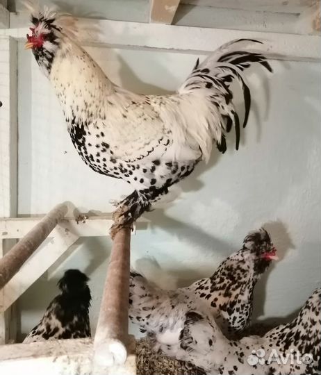 Инкубационное яйцо породных кур