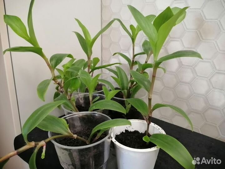 Неприхотливое комнатные, офисные растения. цветы