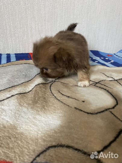 Щенки пекинеса