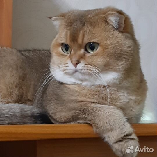 Шотландская