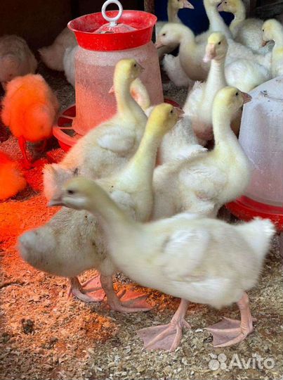 Гусята оптом /в розницу