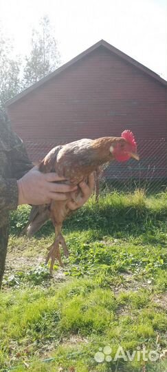 Молодые петухи