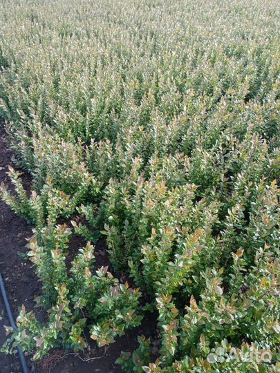 Кизильник блестящий со своего участка