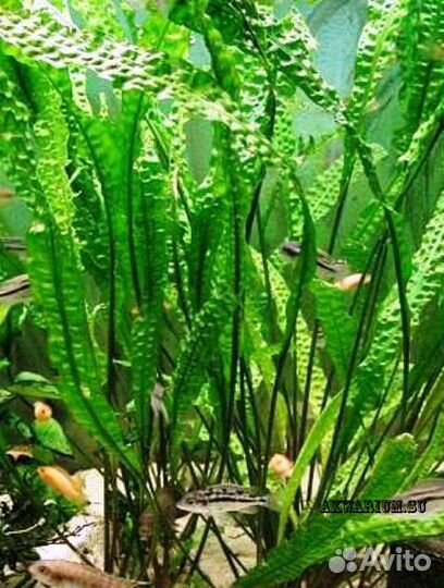 Аквариумные растения