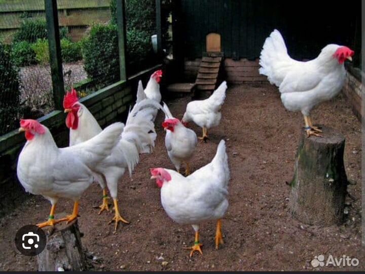 Куры несушки