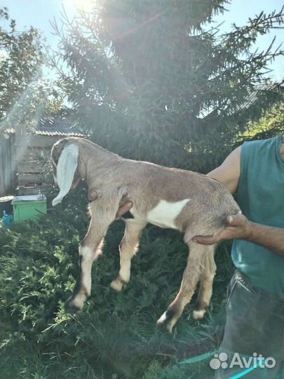 Коза нубийская