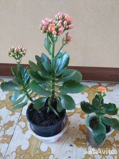 Декоративная Гинура, Колеус, Каланхоэ