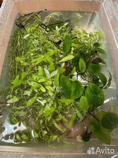 Аквариумные растения