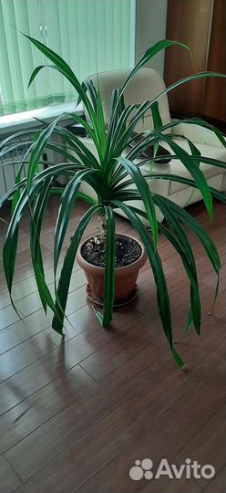 Пальма панданус