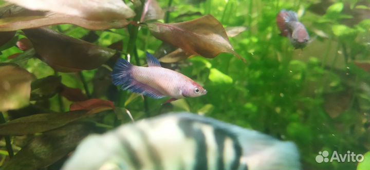 Рыбка петушок