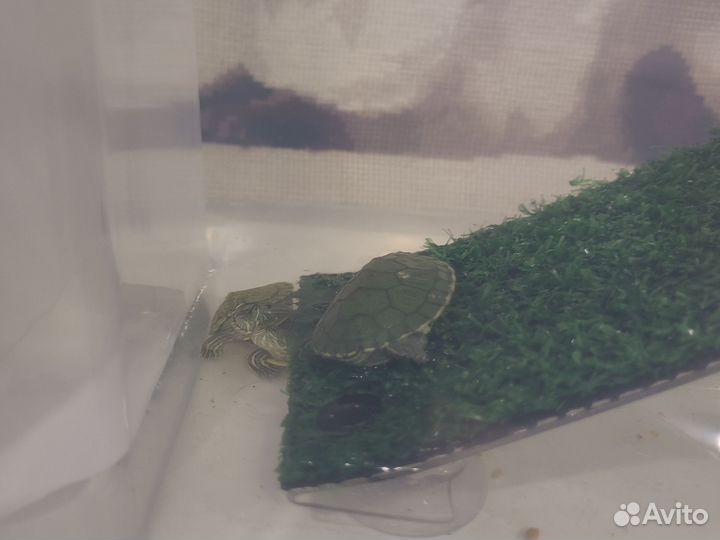 Черепашки