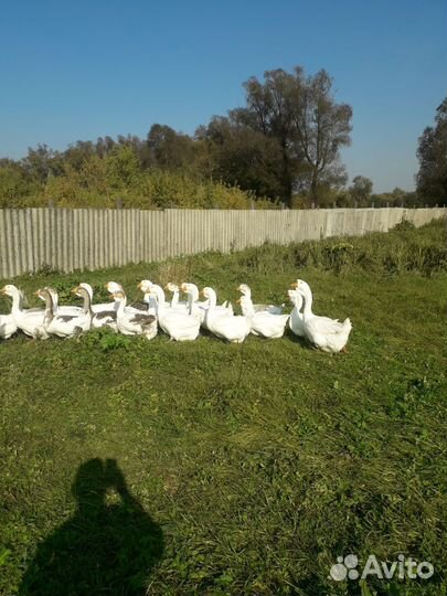 Домашние молодые гуси